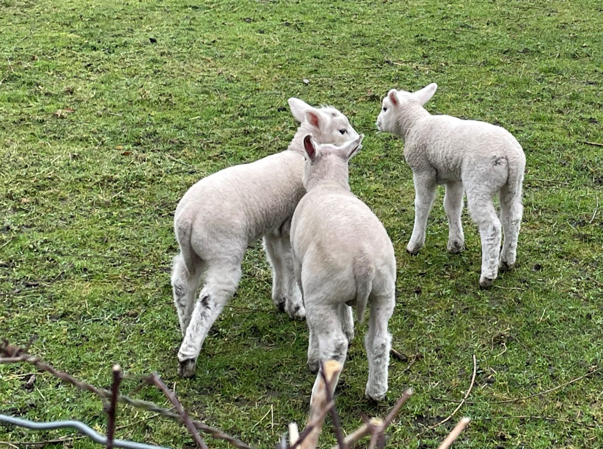 Waarom Ik Van Schapen Hou Moeyaert