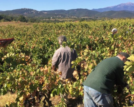 Mas Planères 2019  IGP Côtes Catalanes - € 6.90 btw inb.