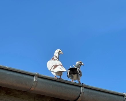 ook zonder inschrijving konden we niet weigeren