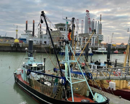 Belgische garnalen op zee en ... in de Schelde