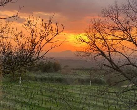 Mas de Daumas Gassac 2024 komt eraan. De zoveelste jaargang sedert onze eerste aankoop in 1992!