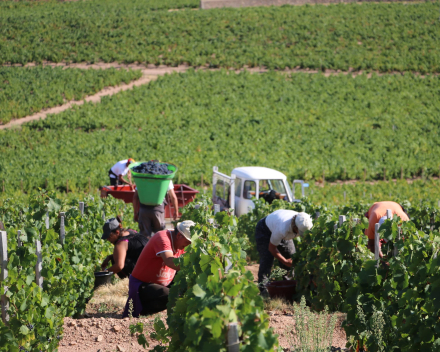 topwijn La Madone Fleurie 2019 van Gilles Coperet krijgt een 94/100 beoordeling