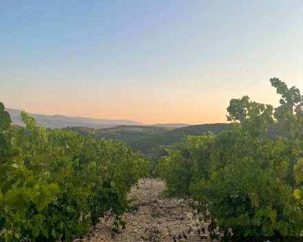 de wijnen van Moulin de Gassac volgend weekend op de degustatie