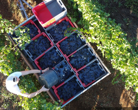 de wijnen van Moulin de Gassac volgend weekend op de degustatie
