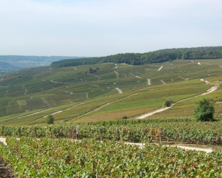 Geen Montagne de Reims - maar de bosjes van Wenduine