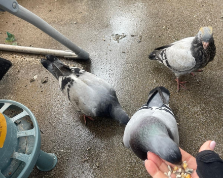 We zijn verhuisd ('t is te zeggen: de duivenjongen)