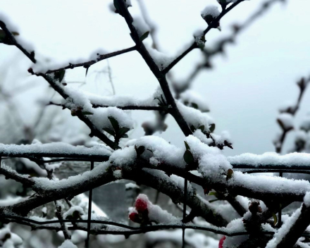 Zij; fotograferen – ik; teksten maken: een corona-jaar lang Valentijn