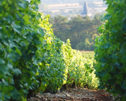 Sancerre  AOP  La Perrière  2019  Domaine Guy Saget