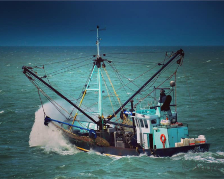 Belgische garnalen op zee en ... in de Schelde