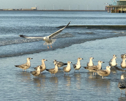 Een dagbegroeting in foto's