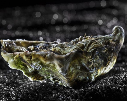 Vandaag nog oesters bestellen om dit zomerse weekend met stijl aan te pakken