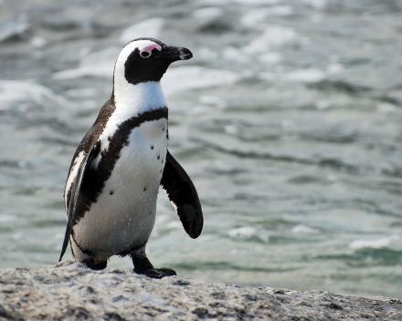 Niet lopen als een pinguin