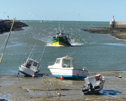 Sardienen millésimé  La Perle des Dieux  Saint-Gilles  Croix-de-Vie  -  € 4.80