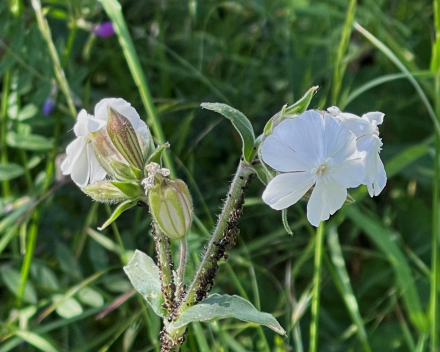 Heerlijke dag Ardennen