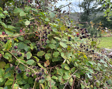 Wat zeg je van dien oed * - dag  Ardennen