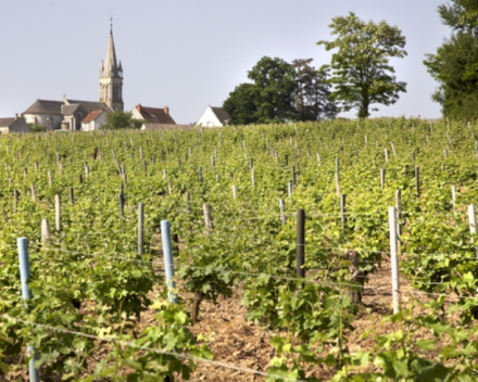 Pouilly Fumé  AOP Les Adelins  Domaine Bouchié - Chatellier