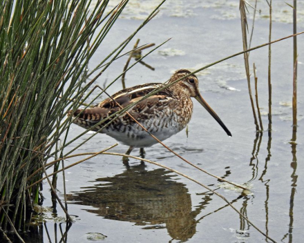 Snipverkouden zoals een watersnip