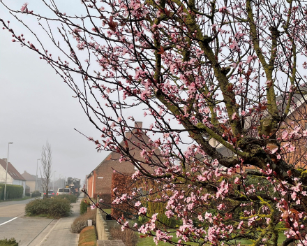 Bloemetje voor de gemeente Zedelgem