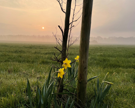 Bloemetje voor de gemeente Zedelgem