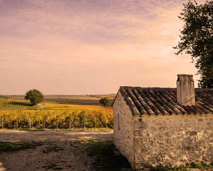 Chateau Sociando Mallet   Haut-Medoc 2016  cru bourgeois exceptionel -  €42.50 btw in