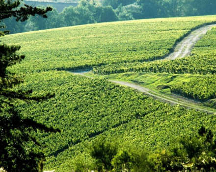 Domaine Séguinot - Bordet / AOP Chablis 1e cru / Fourchaume