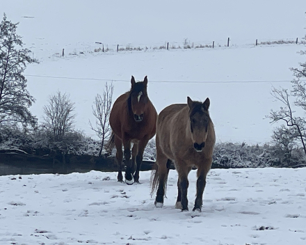 paarden trotseren de winter aan de Ourthe
