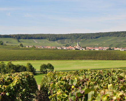 Geen Montagne de Reims - maar de bosjes van Wenduine