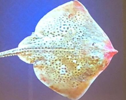 een potteke met zalf