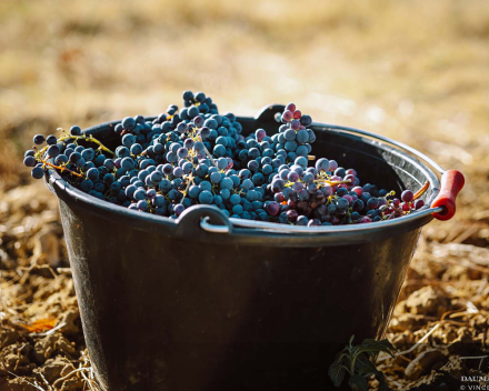 Grandiose Daumas Gassac 2025 rouge wacht op u !