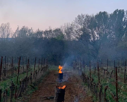 Schade door vrieskou bij wijnboeren en fruittelers