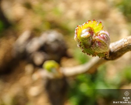 Schade door vrieskou bij wijnboeren en fruittelers