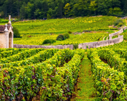 Saint - Véran  AOP   Domaine Daniël Pollier  € 12.80  btw inb.