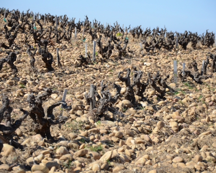 La Destinée de Clemens V 2016   Chateauneuf-du-Pape AOP € 26.35 btw in