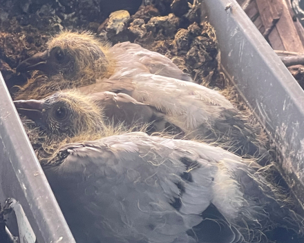 Ook kleine duifjes worden groot