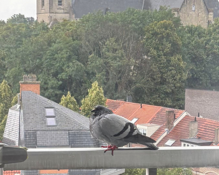 Goed nieuws vanuit de kraaminrichting!