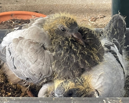 Ook kleine duifjes worden groot