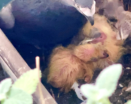 Ook kleine duifjes worden groot