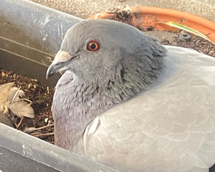 Ook kleine duifjes worden groot