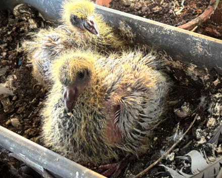 Ook kleine duifjes worden groot