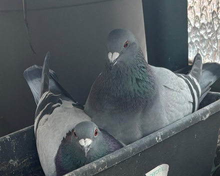 We zijn verhuisd ('t is te zeggen: de duivenjongen)