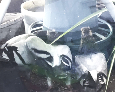 Ook kleine duifjes worden groot