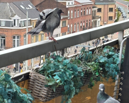 één, twee drie, viere, vuve, zesse?
