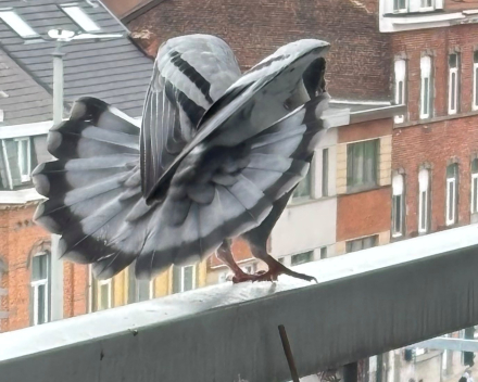 één, twee drie, viere, vuve, zesse?
