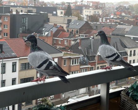 één, twee drie, viere, vuve, zesse?