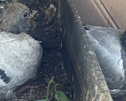 Belangrijke dinsdag !