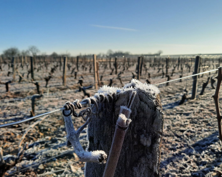 Pouilly Fumé  Figeat  Côte du Nozet