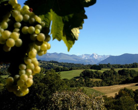 [nodfoto Door KERARNO - vignes, CC BY-SA 2.0, https://commons.wikimedia.org/w/index.php?curid=3139334e:title]