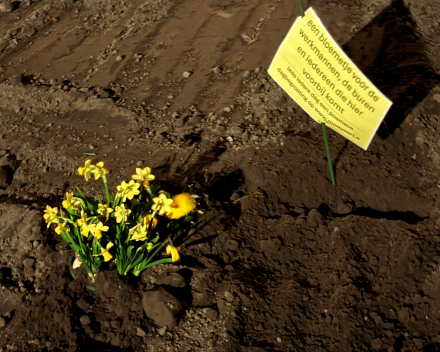 De Groenestraat fleurt beetje bij beetje op !