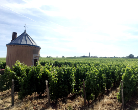 Pouilly Fumé  AOP Les Adelins  Domaine Bouchié - Chatellier