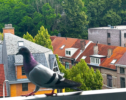 Concurrentie voor Verisure